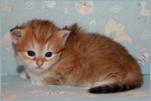 Female Siberian Kitten from Deedlebug Siberians